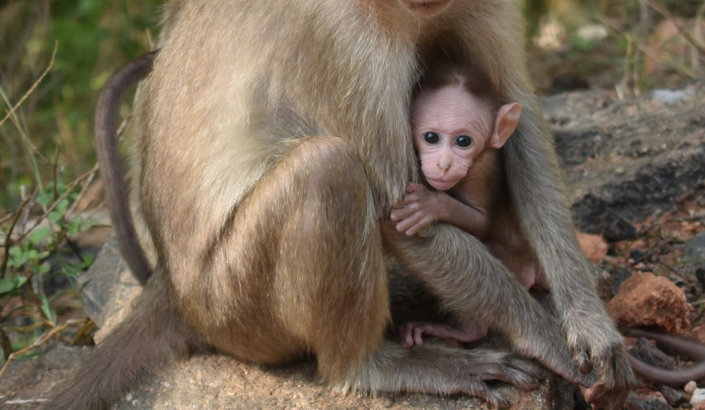 I AM IN SAFE HANDS, MONKEY, emotion, 