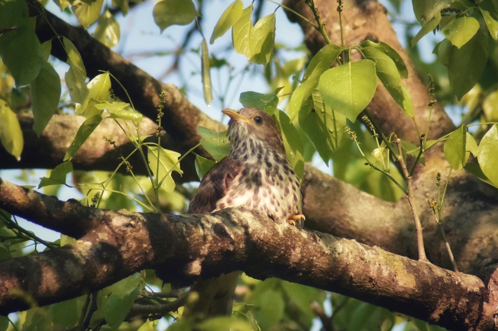 Birds , Bird photography, morningrays nature forest jungle munnabaghelphotography kvnp nationalpark bastar kangervalleynationalpark jagdalpur explore landscape gochhatishgarh bastarpicture photooftheday tree green wild Hill, 