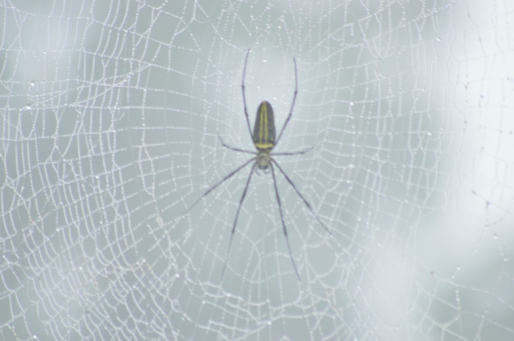 Spider net,spider,nature,best,green, spider, insect, 
