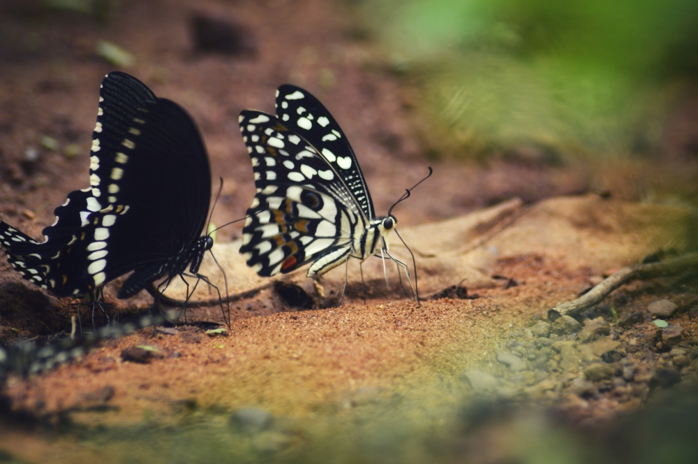 Spicebush swallowtail and lime butterfly , #nature #photography #love #instagood #photooftheday #travel #sky #beautiful #art #naturephotography #like #landscape #sunset #photo #picoftheday #instagram #sun #beach #life #winter #sea #fun #cute #clouds #happy #naturelovers #summer Spicebush swallowtail butterfly, lime butterfly, kangervalleynationalpark, jagdalpur, national Park, , nature landscape background sunrays hdclicks nikongair lake reflection photos Bastar chhatishgarh sky clouds photooftheday naturephotography, 
