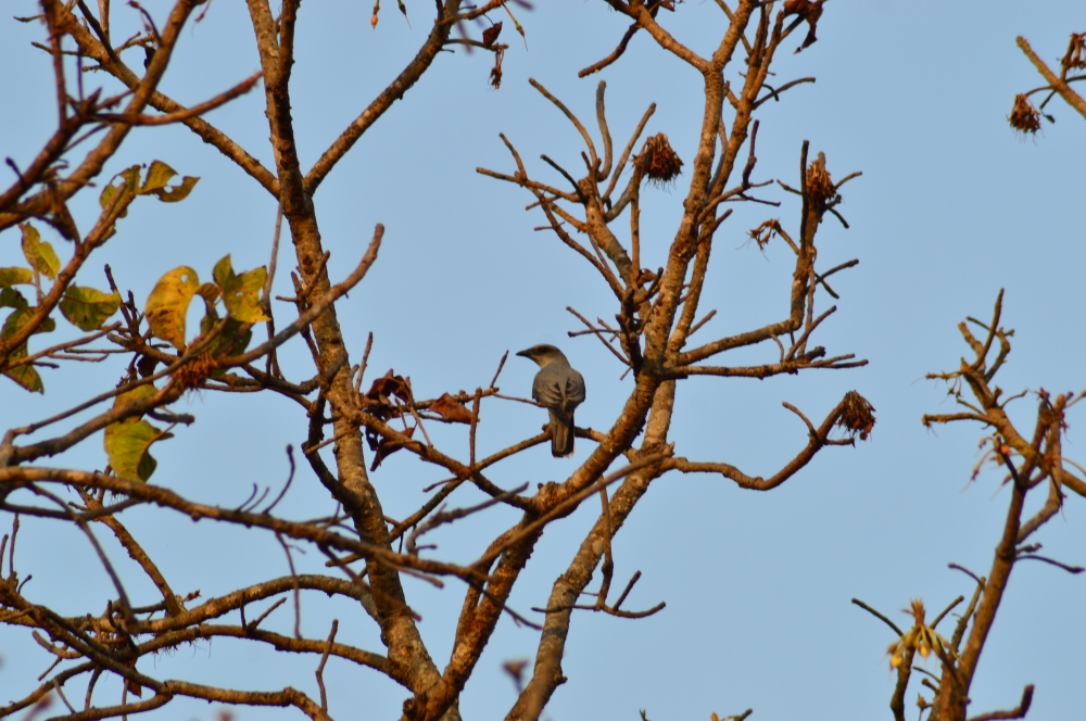 bird , Bird in India, 