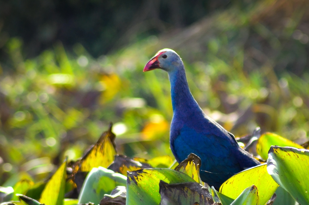 Nature of Colour., #pgclick, #duck#birds photography, 