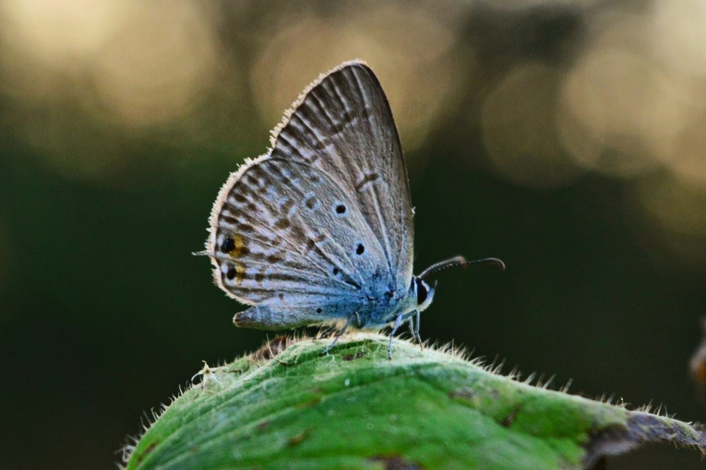 butterfly , butterfly nature landscape background hdclicks 