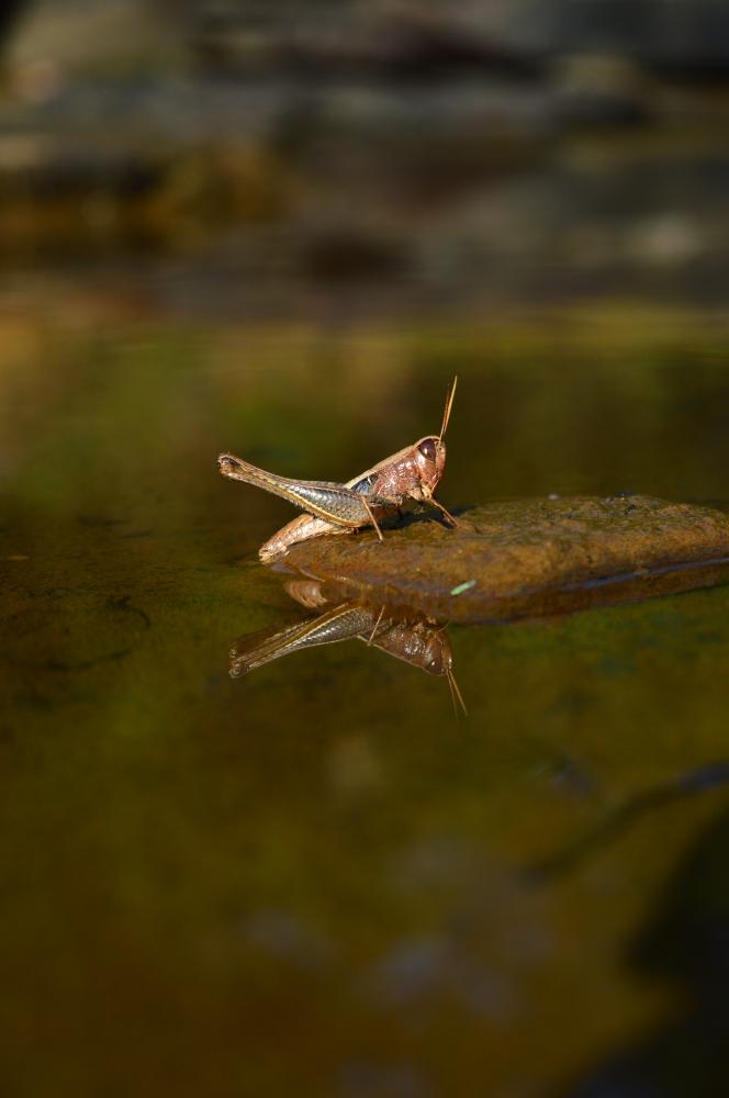 grasshopper 2, #wildlife #animal #grassopper