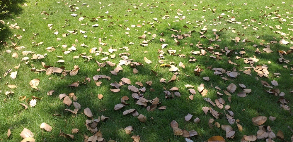 Grass and Dry Leaf, Grass,Leaf,Dry
