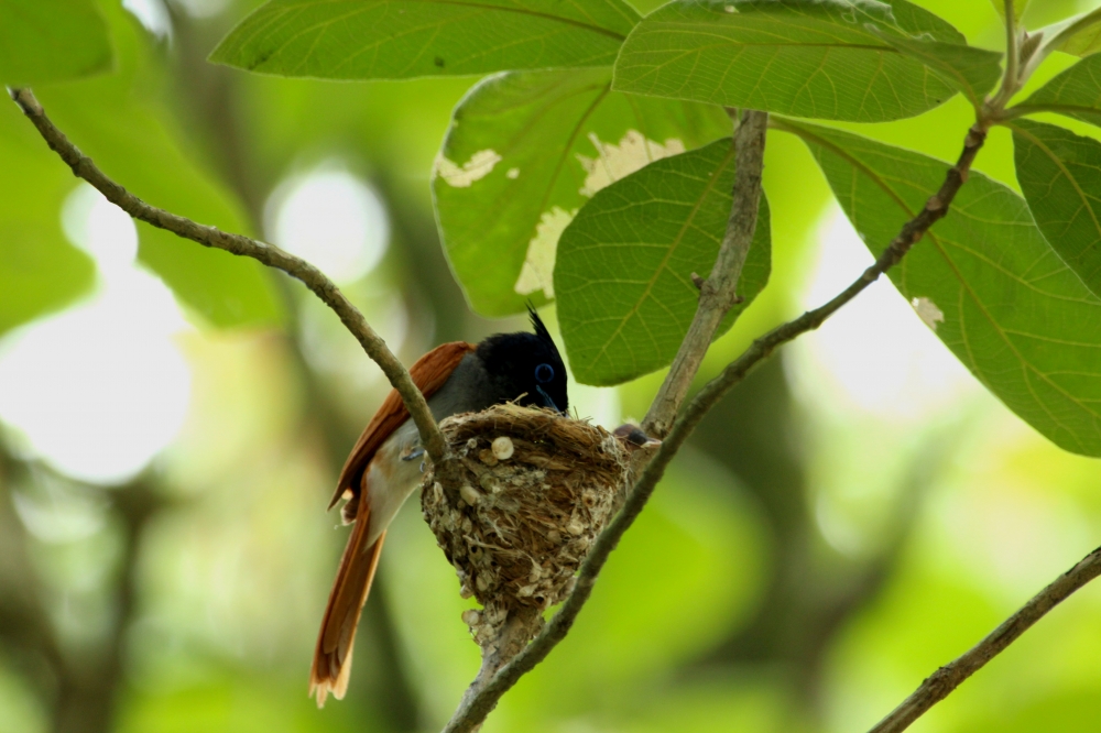 Asian Paradise flycatcher, intothewild, intothenature, wildlife, wildlifephotography, birding, asianparadiseflycatcher, 