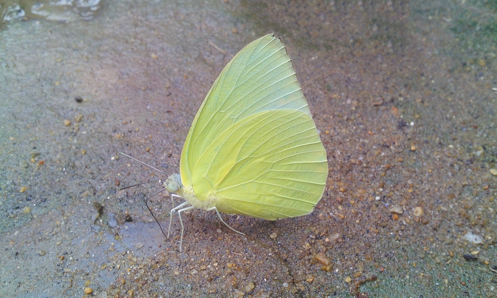butterfly yellow, Butterfly, animal,birds,insects,green,yellow butterfly, 