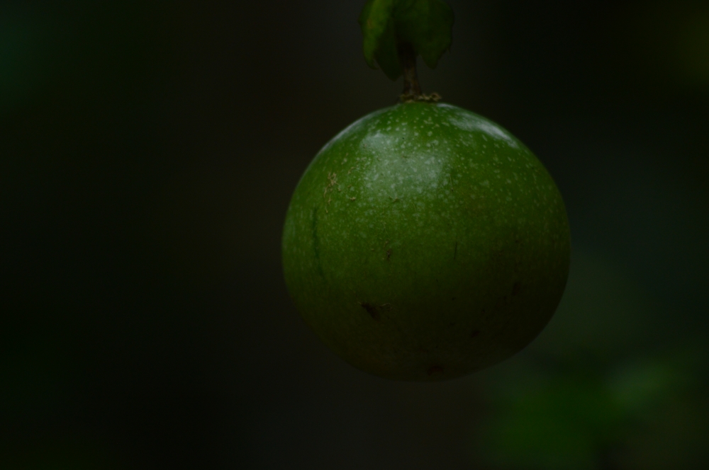 Passion fruit, Food, Fruit, Drink, wallpaper, Green, green fruit, 