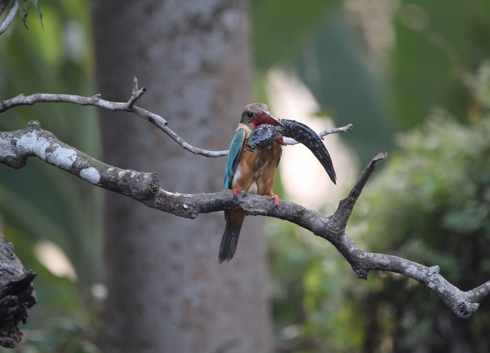 The Killer - Stork billed kingfisher with a Big catch, Kingfisher,  colourful,  nature,  fish,  catch,  beautiful,  tree