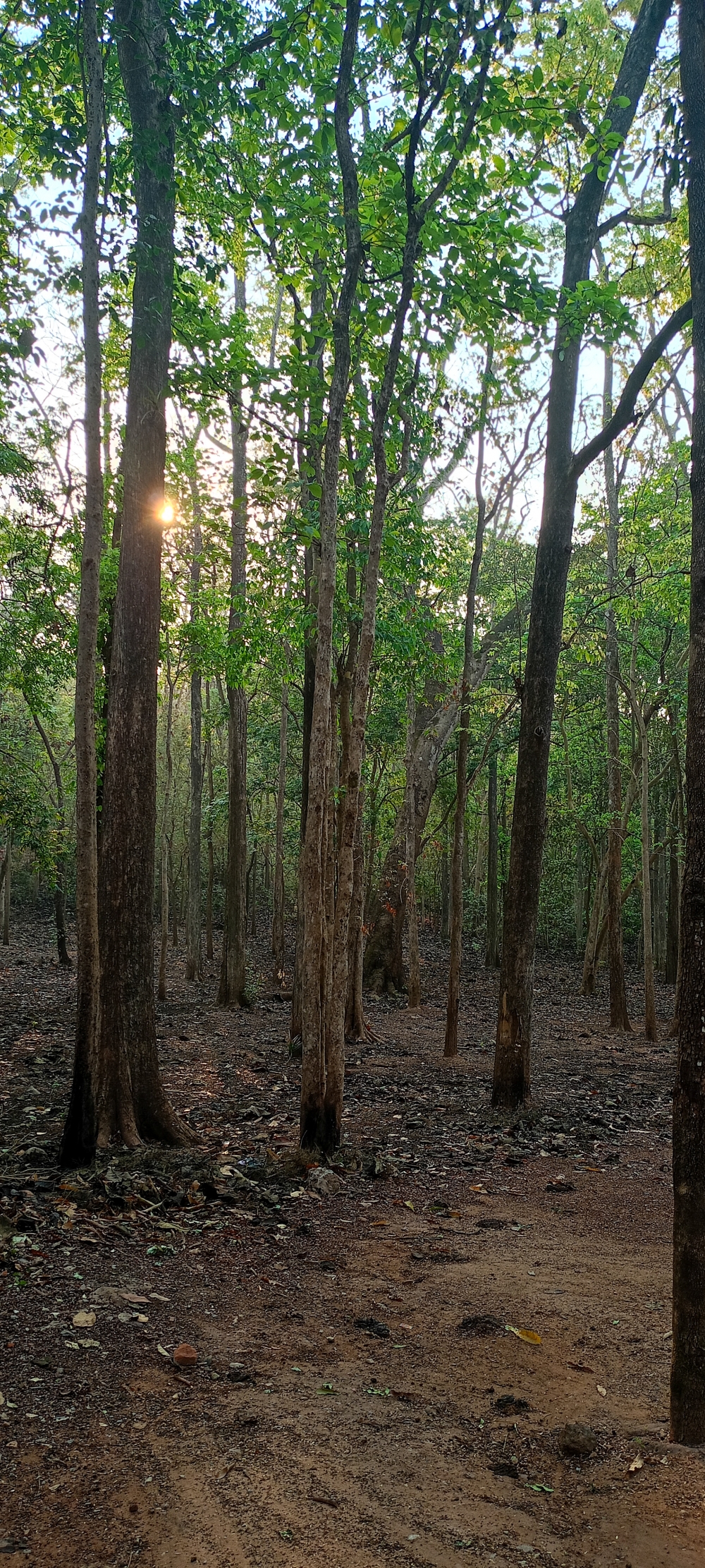 Forest view 2, nature landscape background sunrays hdclicks nikongair lake reflection photos Bastar chhatishgarh sky clouds photooftheday naturephotography, wildlife HD wallpaper background picture wild animals Nature Photography tree spoteddave indianbird bastar munnabaghelphotography potooftheday Dave nationalpark kvnp forest jungle kangervalleynationalpark jagdalpur awesome birdphotography photosofbird nature gochhatishgarh chhatishgarh photo, summer tirathgarh waterfall waterfalls indianwaterfall  nationalpark kangervalleynationalpark Raipur CG forest HD wallpaper view kangervalley tirathgarh waterfall waterfalls jungle Bastar Chhattisgarh photosoftheday photo gallery wallpaper view kangervalley instapicture instagood viralpic, wildlife nature national park, #nature #photography #love #instagood #photooftheday #travel #sky #beautiful #art #naturephotography #like #landscape #sunset #photo #picoftheday #instagram #sun #beach #life #winter #sea #fun #cute #clouds #happy #naturelovers #summer #bhfyp, Bastar chitrakoot chitrakotewaterfalls chitrakote chitrakotefalls tour chitrakootfalls bastartourism bastar bastarchhattisgarh incredibleindiaofficial  travel  traveling chhattisgarh indiatourism chhattisgarhtourism indiatours, 