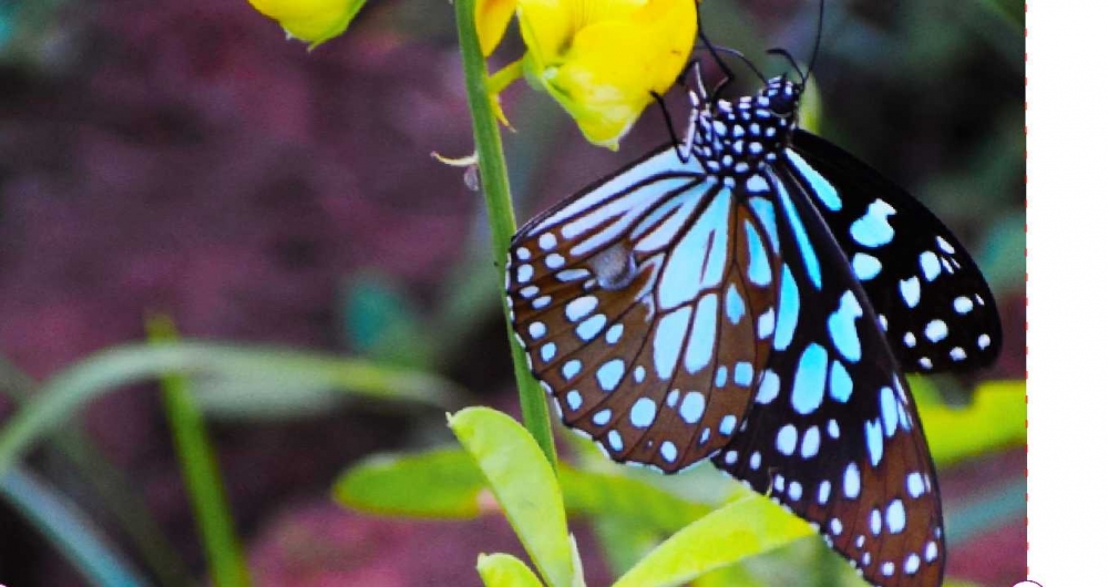 Beautiful butterfly, # nature beautys