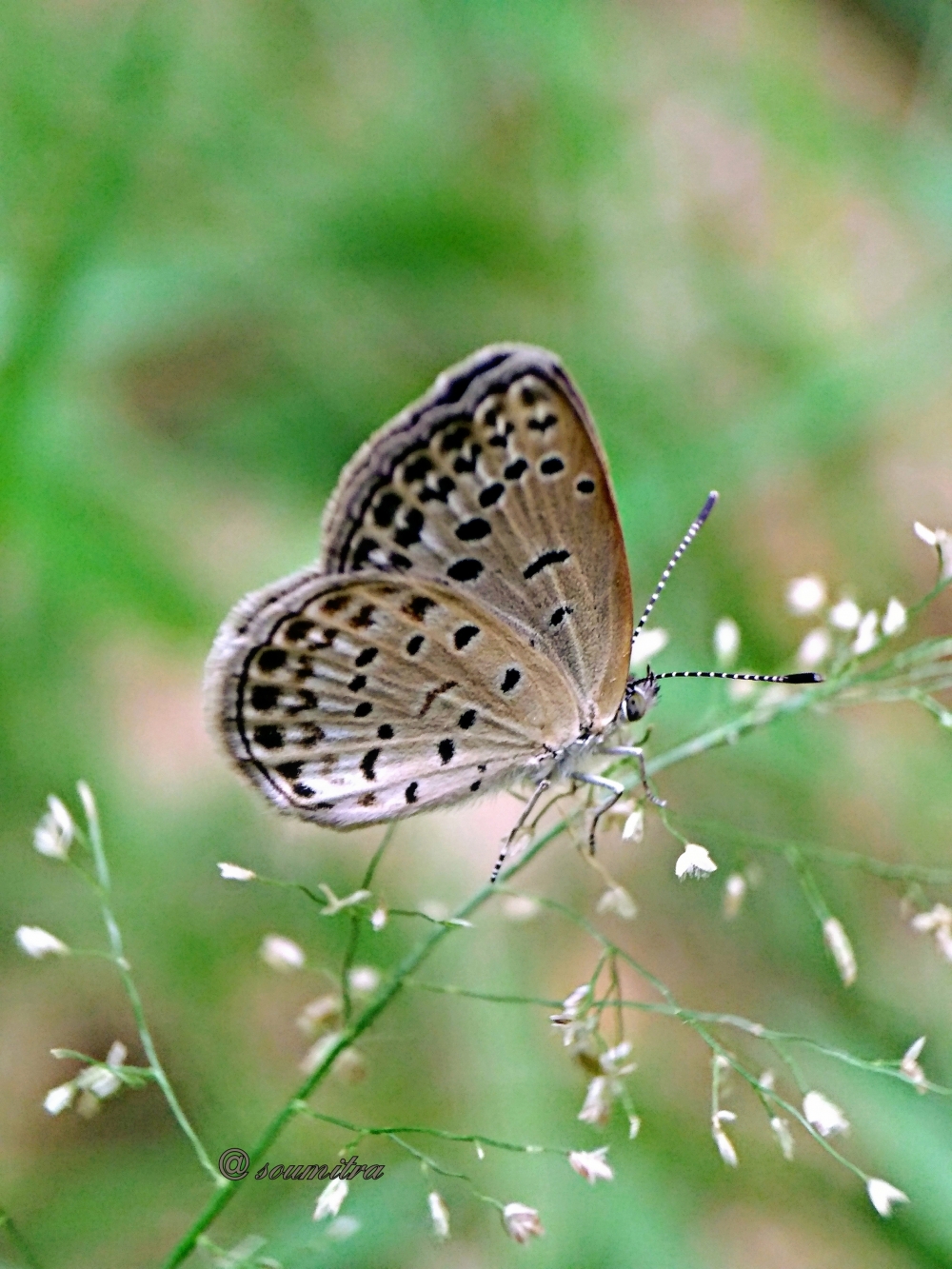 Beautiful butterfly, Macro