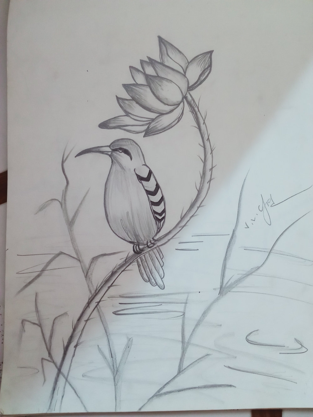 Bird, blue color bird