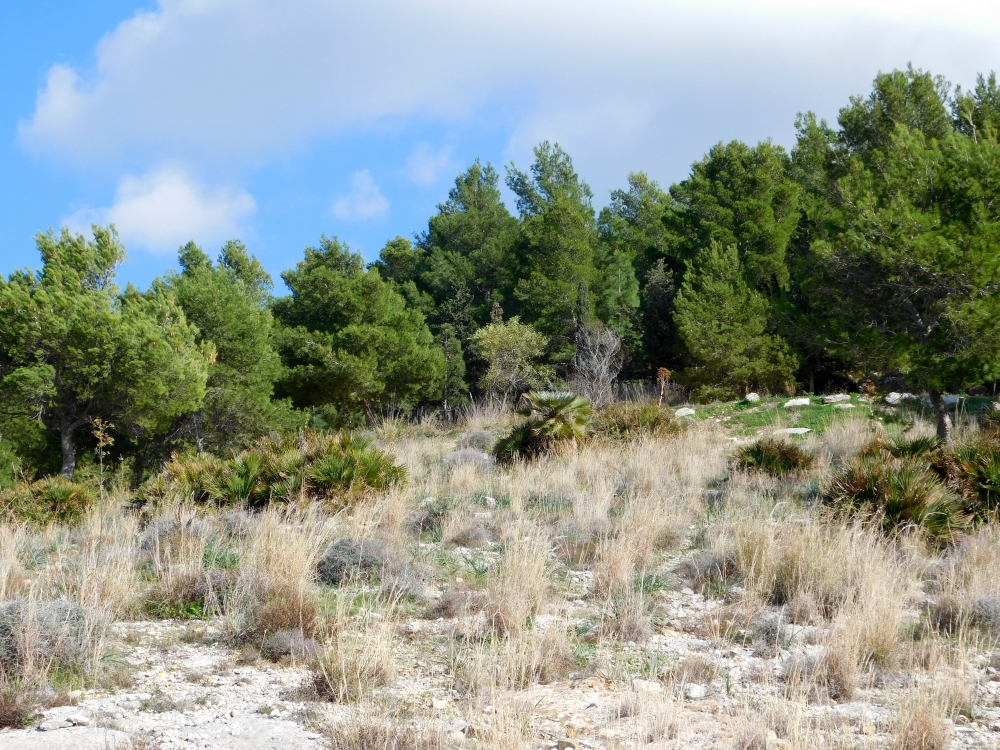 Tree, landscape, sunlight, environment, nature, green, park, scenery, forest, leaves, trees, outdoors, fresh, blue, outdoor, summer, light, natural, sky, sunny, canopy, scenic, flora, sunshine, beauty, sunrays, west beach, travel, nature reserve, peninsula, vacation