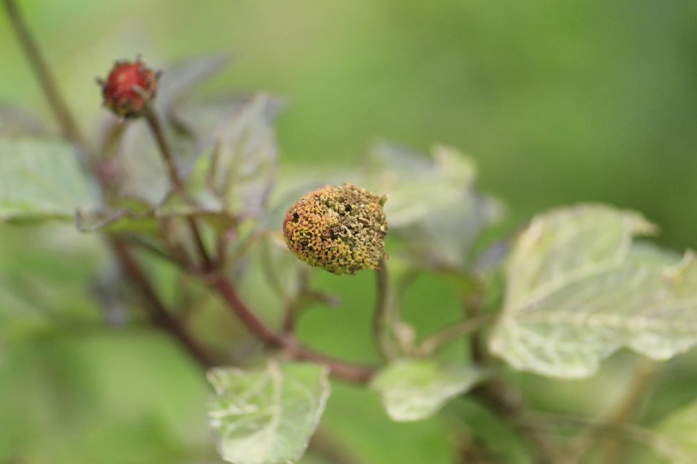 Close of plant , Green plants, 