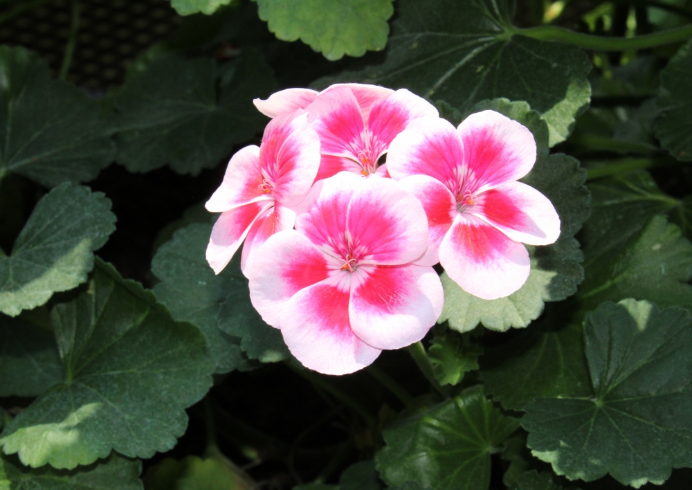 Flowers, Symmetric four