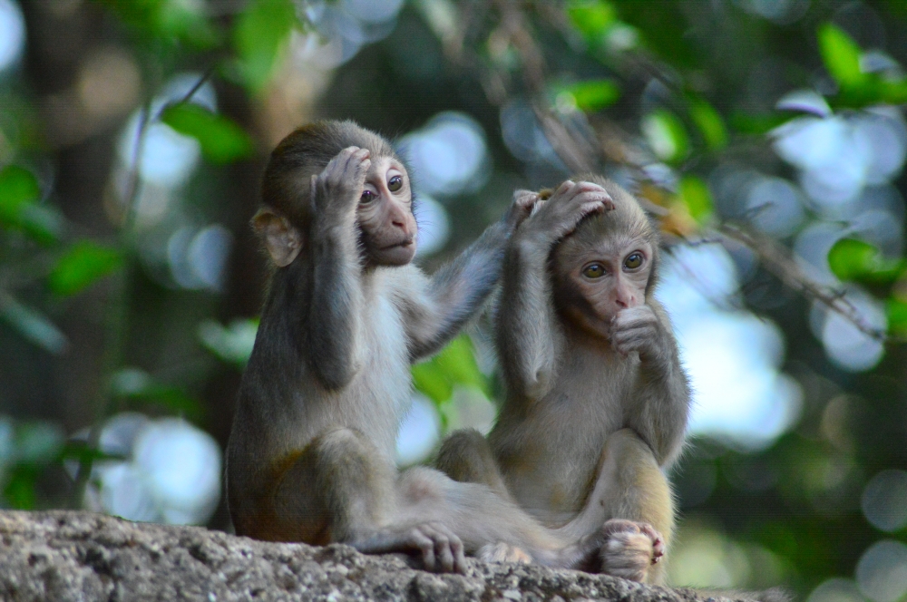 Tension, #monkey #sitting #looking #nature #greenary #wildlife #sunset point #kangervallynationalpark #bastar #animal, 