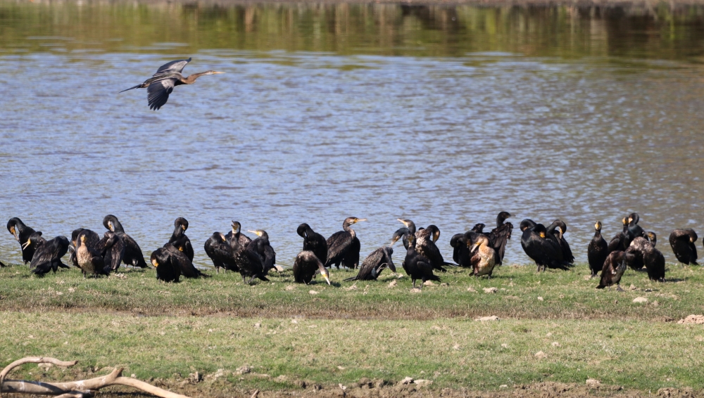 Group - Grater Cormorant, nature, beautiful, birding, wildlife