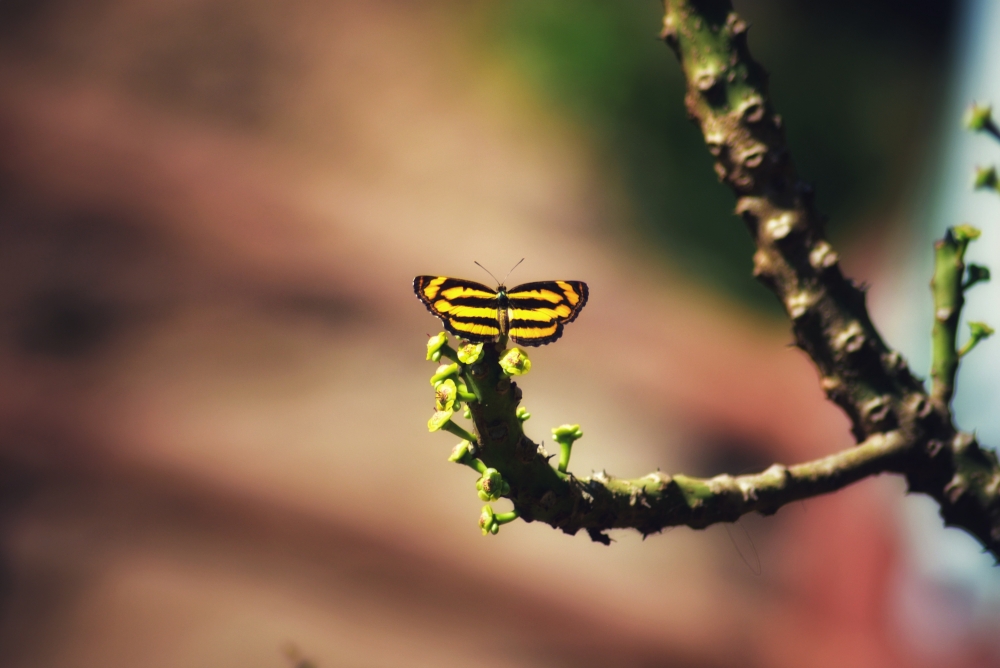 Common lascar butterfly , #Nature #background #wallpaper #hdclicks #fullHD @sundar, 