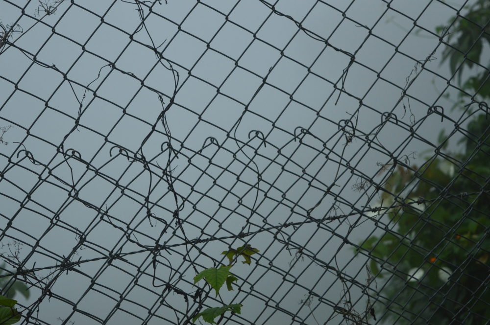 Fensing, Background, Texture, fensing, steel net, wallpaper, 