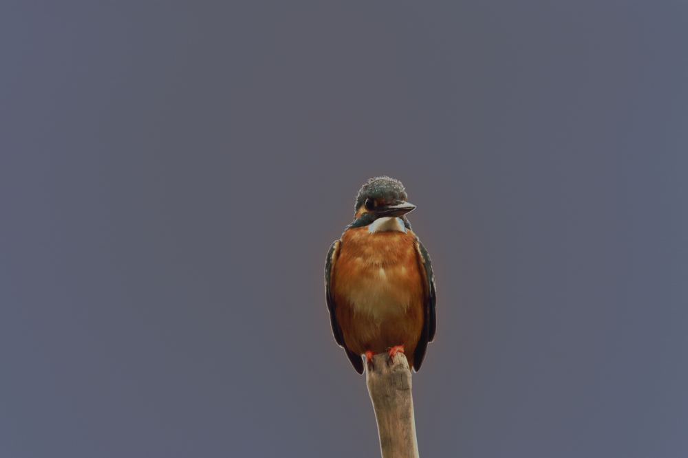 The King of Good Times - Common Kingfisher, king, kingfisher, colourfull, beautiful, nature, wildlife, birding, dslr