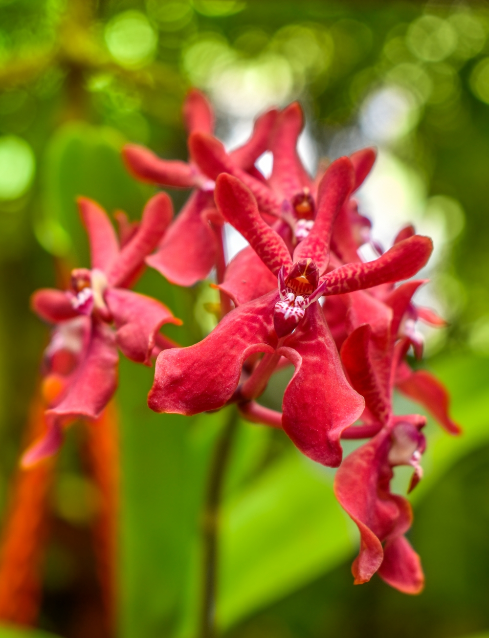 Red Flower, red, color, red flower, natural, 