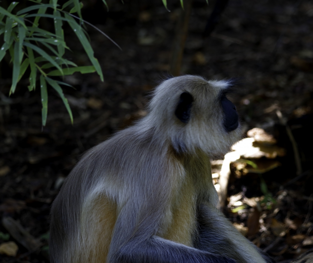 Grey Langur Portrait, intothewild, wildlife, nature, beautiful, portrait, mammal,
