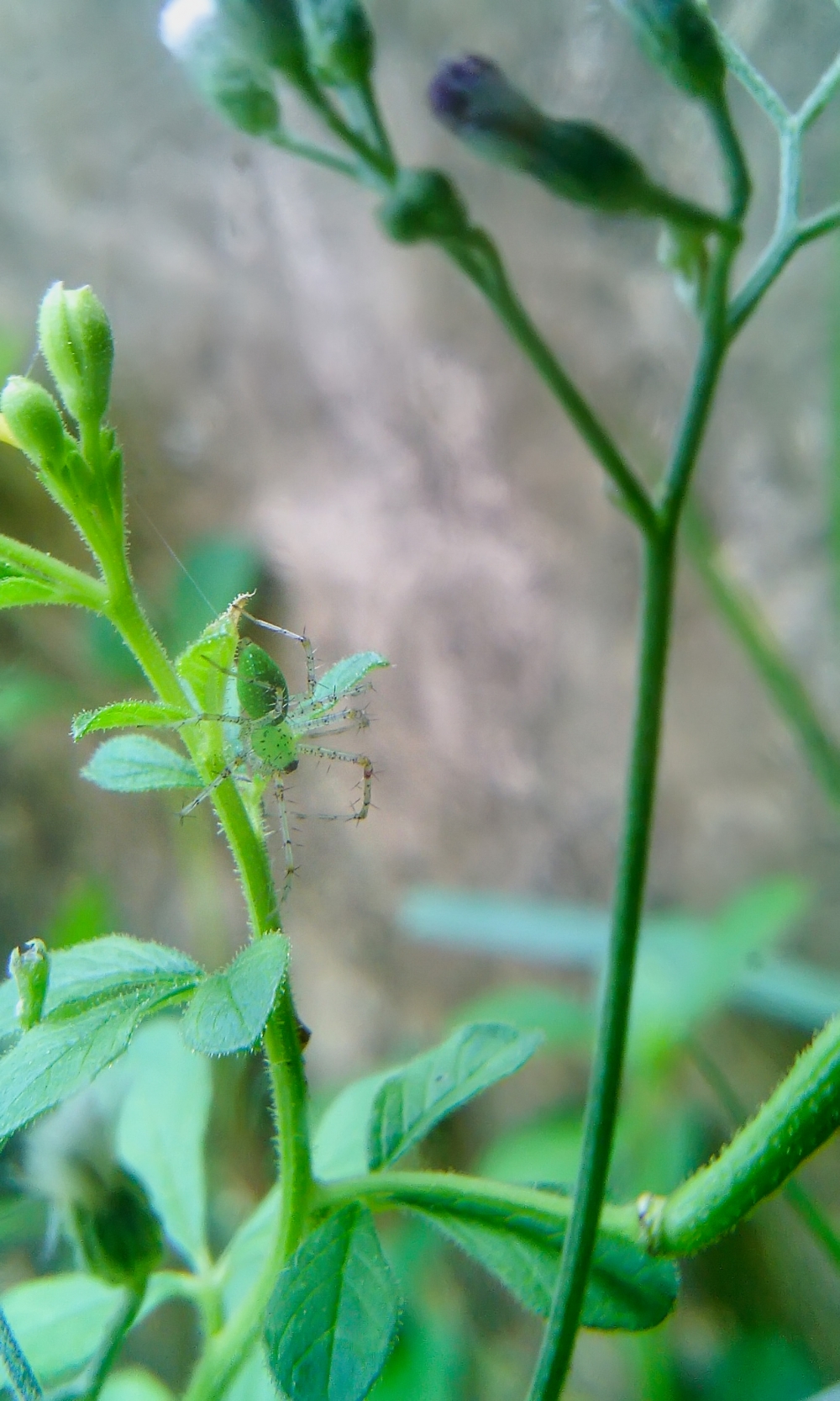 Green Spider, Spider,Green Spider,Green,nature,mobile photography,animal,