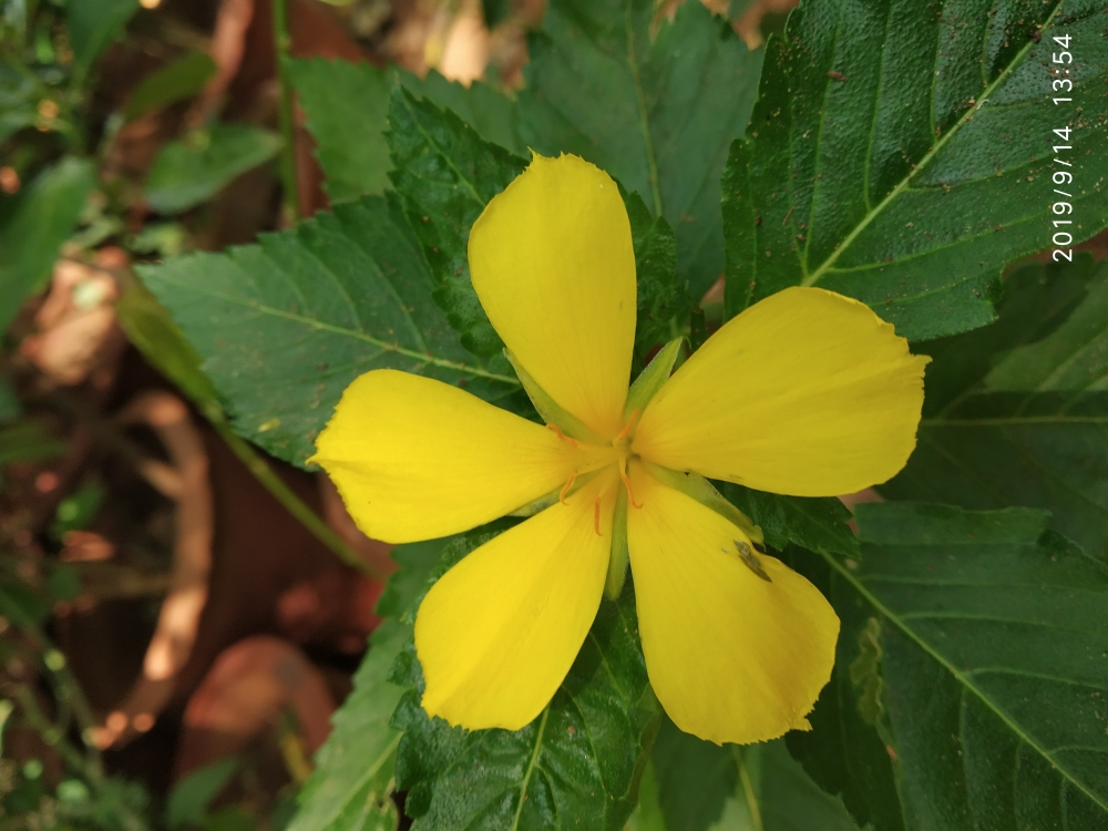  Dark yellow flower, yellow, flower, beauty, nature
