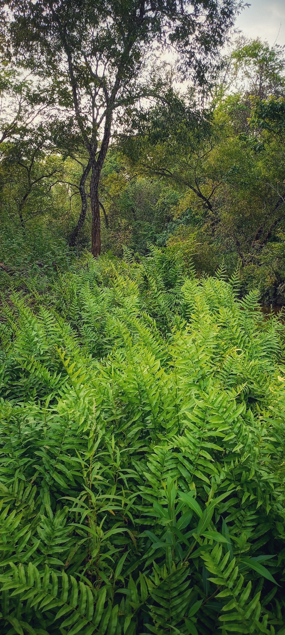 Green grass , #nature #photography #love #instagood #photooftheday #travel #sky #beautiful #art #naturephotography #like #landscape #sunset #photo #picoftheday #instagram #sun #beach #life #winter #sea #fun #cute #clouds #happy #naturelovers #summer #bhfyp, 