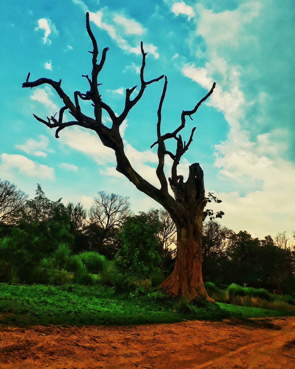 Dry tree in Rainy season, #village #nature #sky #getlost #environment #peace #trees #bestshots, 