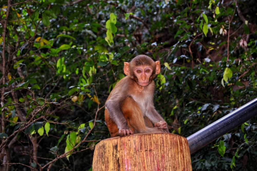 Monkey , #nature #photography #love #instagood #photooftheday #travel #sky #beautiful #art #naturephotography #like #landscape #sunset #photo #picoftheday #instagram #sun #beach #life #winter #sea #fun #cute #clouds #happy #naturelovers #summer  bastar, jagdalpur, Chhattisgarh, India, Raipur, CG, Forest, Hills, Wildlife, monkey, kangervalleynationalpark jagdalpur, Chhattisgarh,