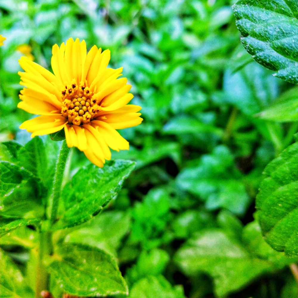 Flower forever, #Nature #background #wallpaper #hdclicks #fullHD#fksayyad @f.k.sayyad, #freeze , #insect, #photography #nikon, @freezenaturephotographer21