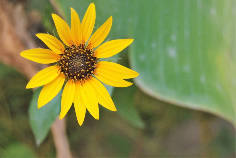 The beautiful sunflower, #Sunflower, flower