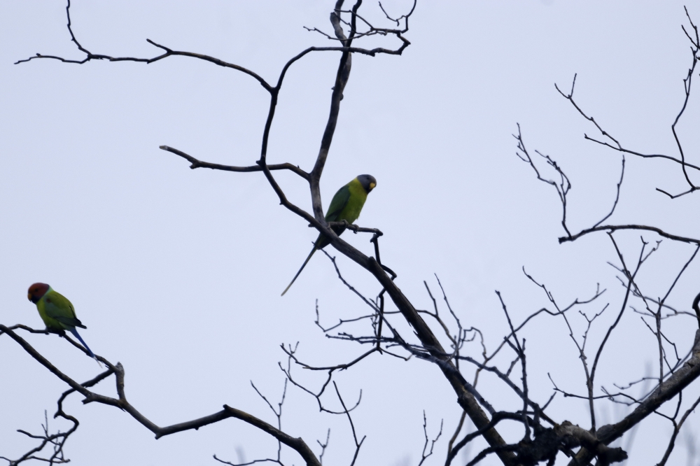 Palm Headed parakeet, intothewild, nature, beautiful, creatures, birding, parakeet, wildlife