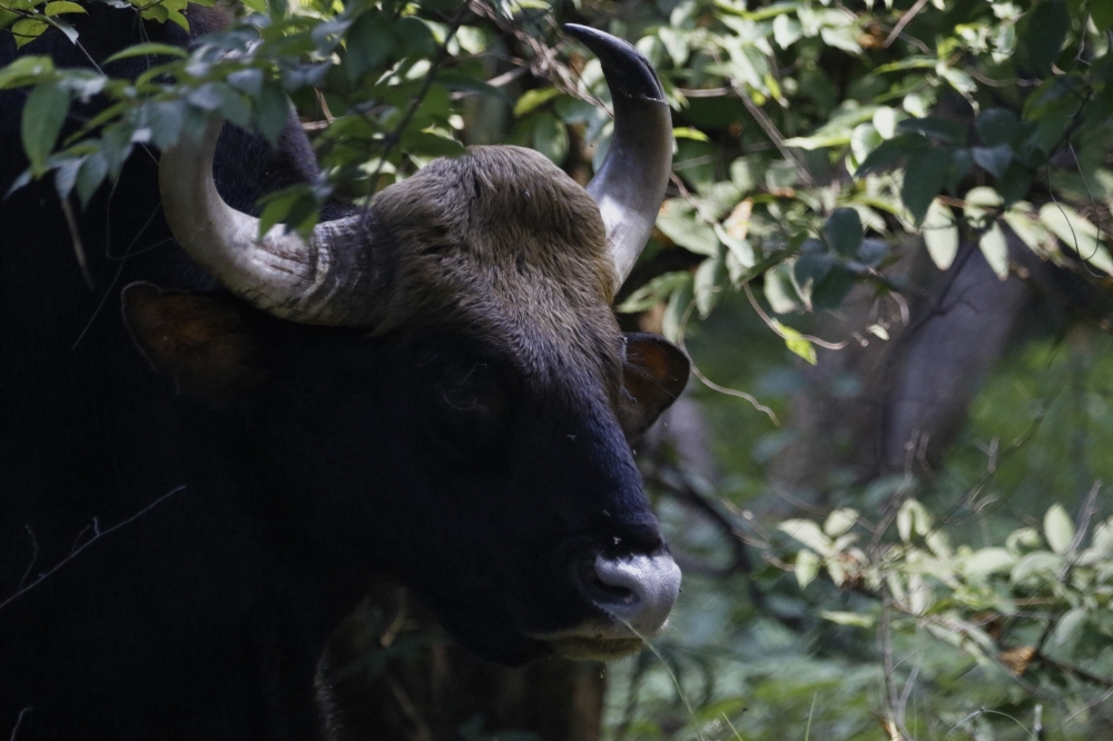 Indian Gaur, intothewild, wildlife, nature, beautiful, mammal, 