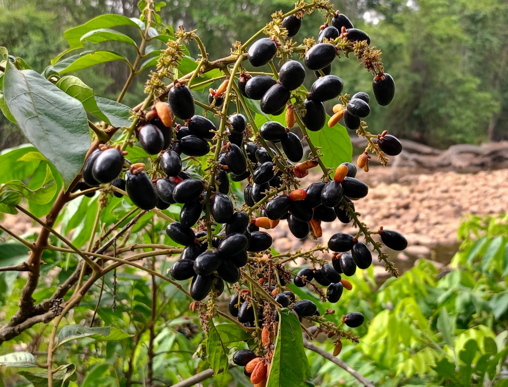 Wild fruit , #nature #photography #love #instagood #photooftheday #travel #sky #beautiful #art #naturephotography #like #landscape #sunset #photo #picoftheday #instagram #sun #beach #life #winter #sea #fun #cute #clouds #happy #naturelovers #summer #bhfyp, nature landscape background sunrays hdclicks nikongair lake reflection photos Bastar chhatishgarh sky clouds photooftheday naturephotography, summer tirathgarh waterfall waterfalls indianwaterfall  nationalpark kangervalleynationalpark Raipur CG forest HD wallpaper view kangervalley tirathgarh waterfall waterfalls jungle Bastar Chhattisgarh photosoftheday photo gallery wallpaper view kangervalley instapicture instagood viralpic, 