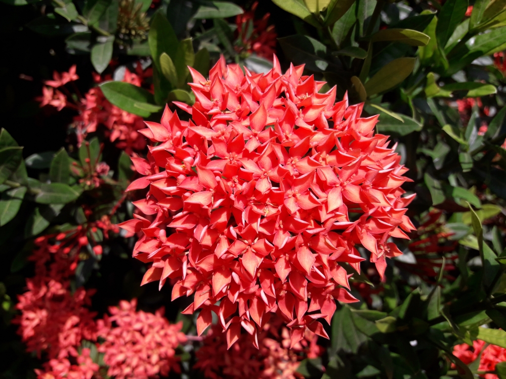 Nature, Beautiful in sunlight 
