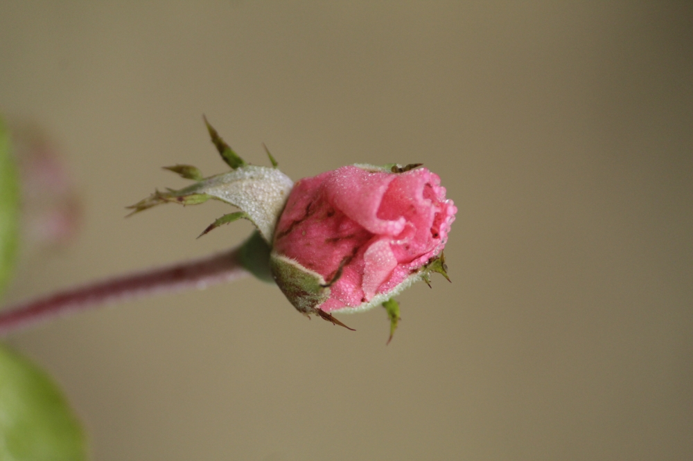 Pink rose flower, pink, rose, Flower, 