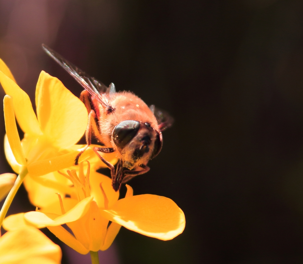bumble bee, bumble bee, fly, honey bee, wild, nature, #Nature #background #wallpaper #hdclicks #fullHD#fksayyad @f.k.sayyad, 