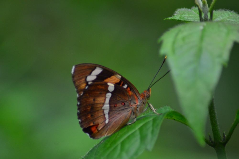Butterfly, butterfly nature landscape background hdclicks, 