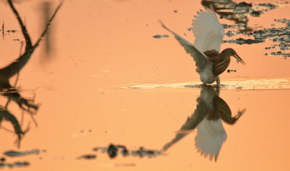 Reflection in Golden Hour, pond, heron, fish, wildlife, beautiful, nature, golden