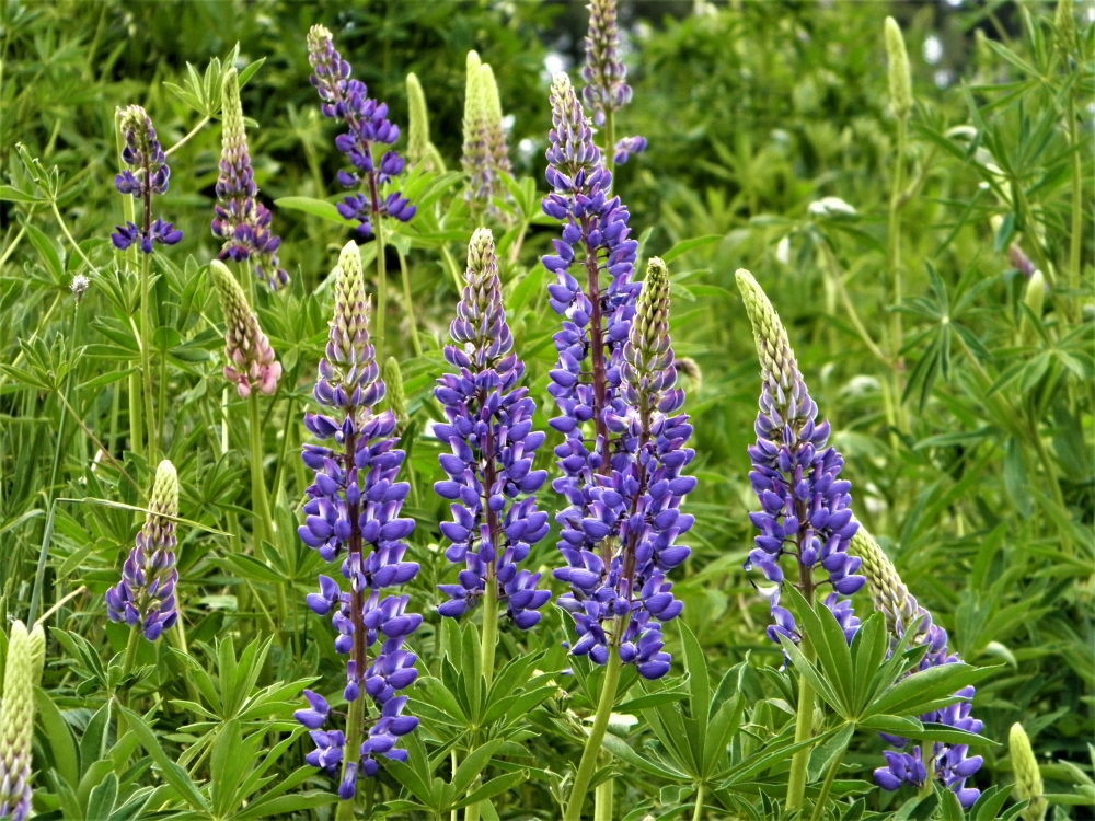 NATURAL FLOWER  IN  GULMARG, KASHMIR, FLOWER, bright, COLOR, Natural flowers display, valley, GULMARG, KASHMIR, NATURE, HIMALAYA, COLD, COOL, cool, Eye cooling effect, 