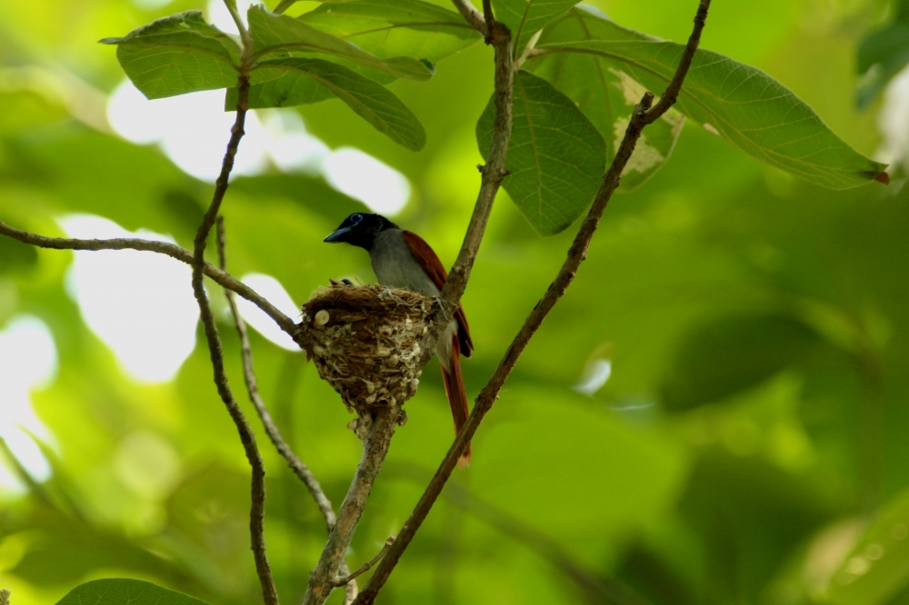 Asian Paradise flycatcher, intothewild, intothenature, wildlife, wildlifephotography, birding, asianparadiseflycatcher,