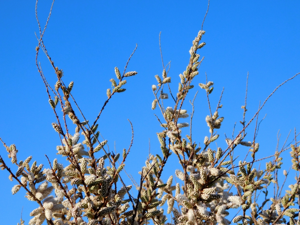 Tree, landscape, sunlight, environment, nature, green, park, scenery, forest, leaves, trees, outdoors, fresh, blue, outdoor, summer, light, natural, sky, sunny, canopy, scenic, flora, sunshine, beauty, sunrays, west beach, travel, nature reserve, peninsula, vacation