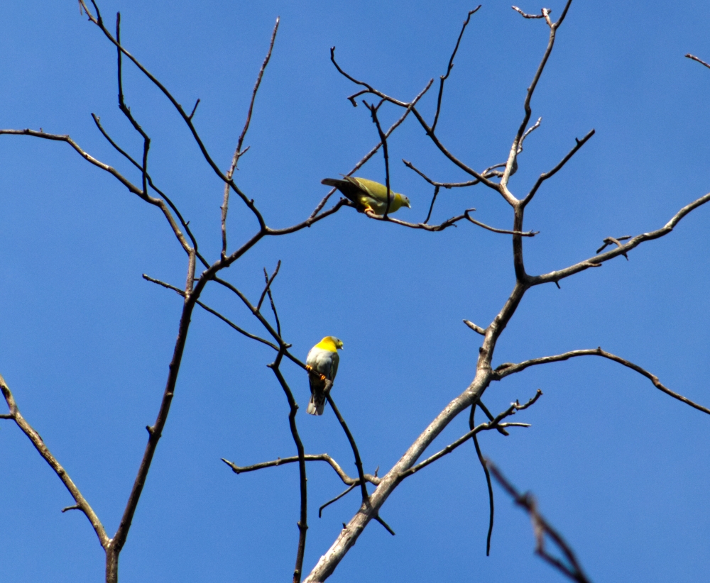 the two birds, Bird, birds, four, pigeon, Sky, tree, trees, Trees, branches, bare tree, avian, jungle, forest, junglesafari, Nature, Photography, colorful, yellow, Green, 