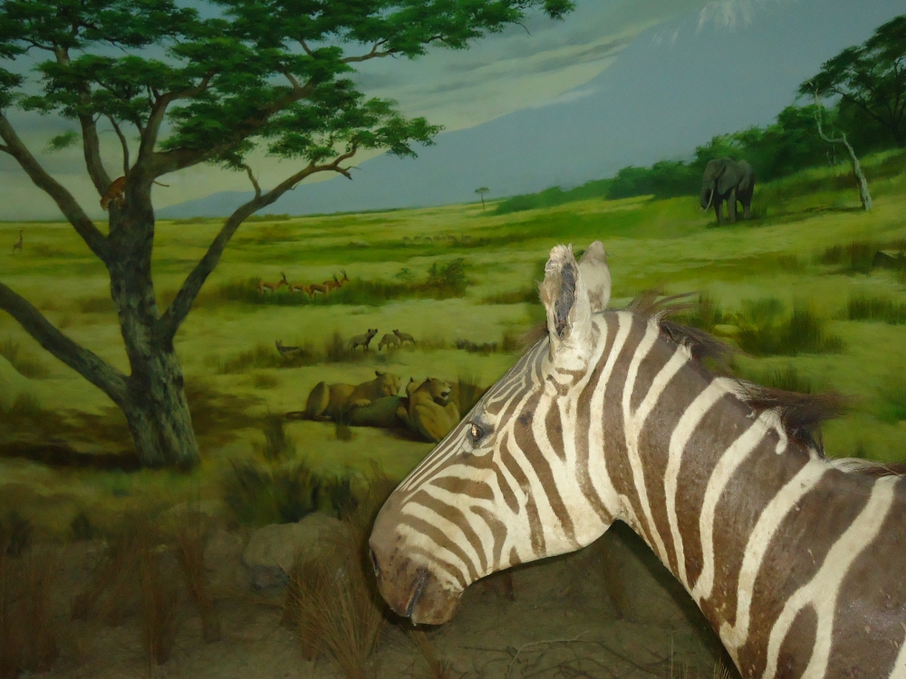 Zebra , Art/painting