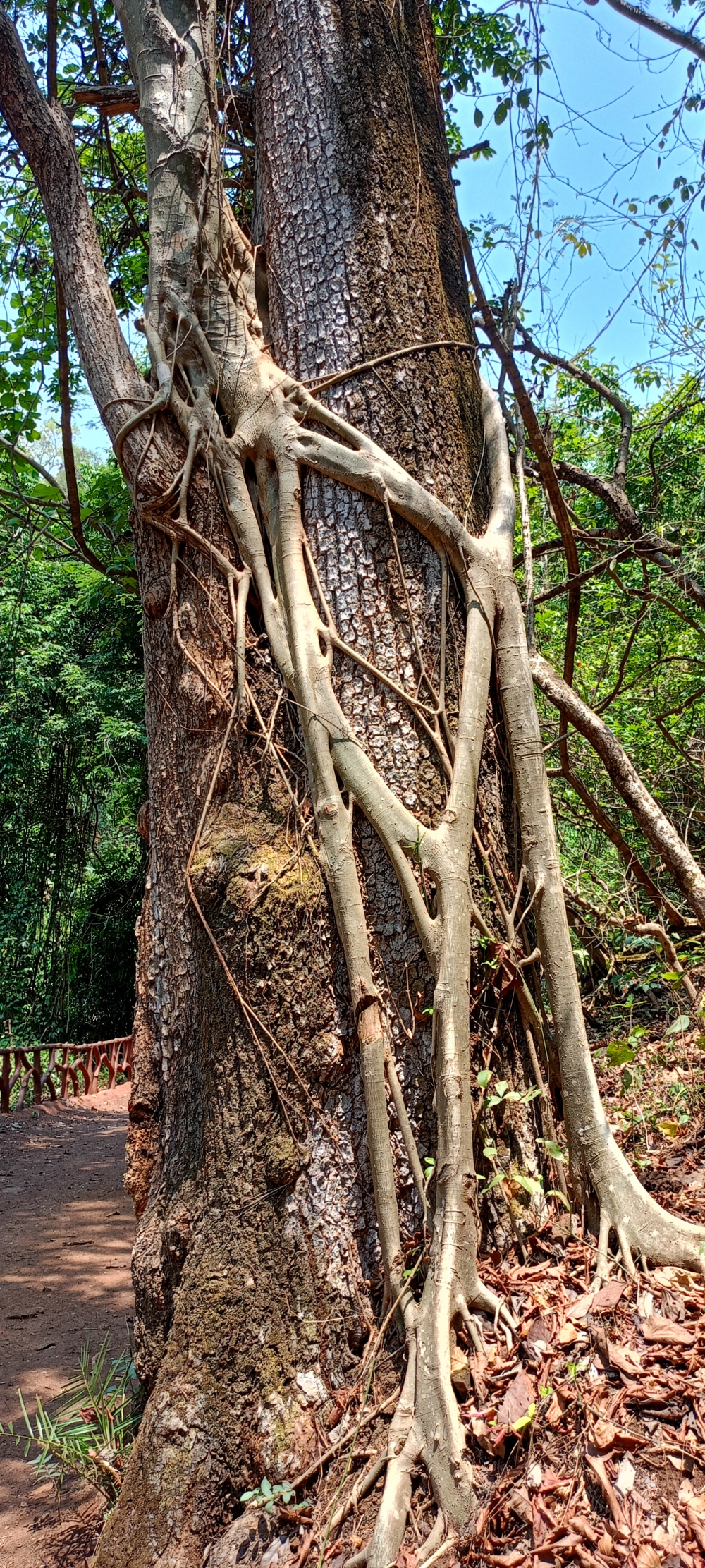 saja tree , #nature #photography #love #instagood #photooftheday #travel #sky #beautiful #art #naturephotography #like #landscape #sunset #photo #picoftheday #instagram #sun #beach #life #winter #sea #fun #cute #clouds #happy #naturelovers #summer #bhfyp, summer tirathgarh waterfall waterfalls indianwaterfall  nationalpark kangervalleynationalpark Raipur CG forest HD wallpaper view kangervalley tirathgarh waterfall waterfalls jungle Bastar Chhattisgarh photosoftheday photo gallery wallpaper view kangervalley instapicture instagood viralpic, nature landscape background sunrays hdclicks nikongair lake reflection photos Bastar chhatishgarh sky clouds photooftheday naturephotography, 