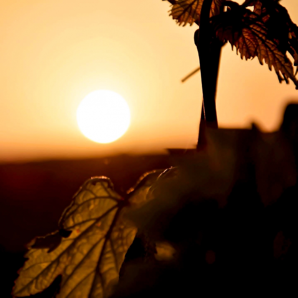 Sunset view, Sun, sunset, Leaf, yellow, 