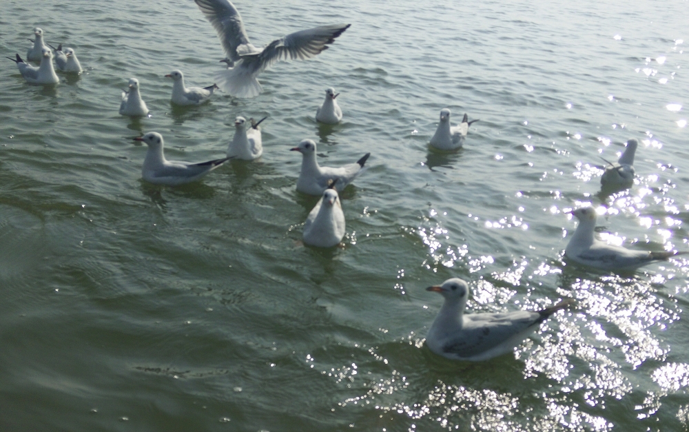 Sea birds, Looking some thing